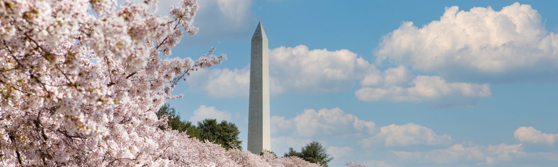 Washington Monument against a blue sky with clouds and pink cherry blossoms in the foreground